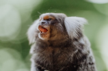 胖猴仔：热带雨林中的可爱萌物
