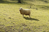 懒羊羊图片头像，为什么这么受欢迎？