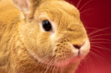 坏兔子——一场由幼儿园老师引起的争议